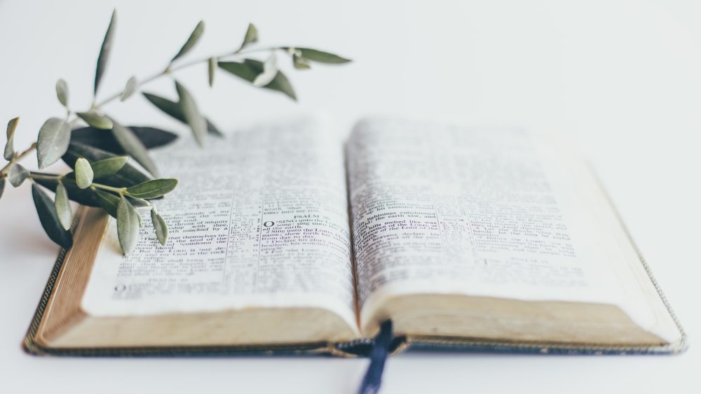 Photo of Bible on a table with an olive sprig